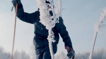 Garoto anda em com Gravetos dentro inverno. criativo. Garoto anda em dentro inverno com escandinavo Gravetos. inverno Esportes anda em em ensolarado dia video