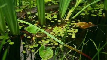 cerca arriba de verde redondo pequeño lirio hojas en el superficie de un oscuro pequeño estanque o un pantano. creativo. natural paisaje con verde plantas en el lago. video
