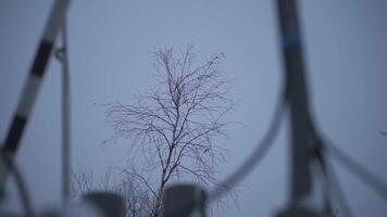 bas vue de un l'automne arbre sur soir bleu nuageux ciel Contexte. agrafe. venteux temps avec arbre branches balancement dans le soir. video