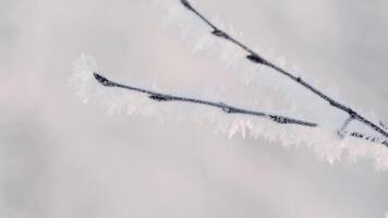 Close-up of beautiful tree branch in frost. Creative. Tree branch covered with frost. Winter frost on branches of tree on sunny day video