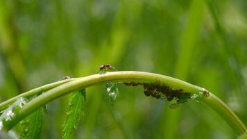 A small insect that crawls on a stalk of green grass in the rain. Creative. A small black ant runs through the green grass with drops of water. video