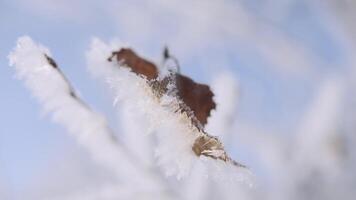 schön Winter Natur Hintergrund, Schnee bedeckt Ast von ein Baum auf ein eisig Winter Tag. kreativ. schließen oben von ein trocken Blatt auf ein schneebedeckt Baum Ast. video