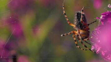 un hermosa tarántula con un de colores atrás. creativo. brillante púrpura flores con telarañas en cuales él cuelga en su patas video