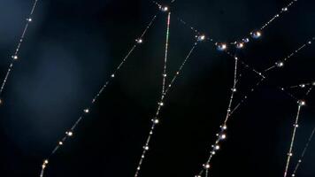 Close-up of spider web with beautiful dew. Creative. Beautiful delicate spider web with dew drops after rain. Elegant spider web with dew on dark blurred background of meadow. Macrocosm of summer video