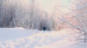 människor på en skog åka skidor promenad, begrepp av sport och aktiva livsstil. kreativ. människor skidåkning i vinter- snöig skog med lysande Sol. video