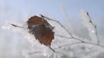 avvicinamento di bellissimo albero ramo nel brina. creativo. albero ramo coperto con brina. inverno brina su rami di albero su soleggiato giorno video