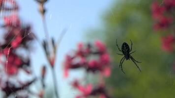 The spider is hanging on its web. Creative. A dark little spider on a web next to beautiful pink flowers in the grass. video