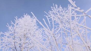 hiver forêt. créatif. neige des arbres permanent en haut à une couche de neige magnifiquement roulé en dessous de leur dans de face de une sans brouillard bleu ciel. video