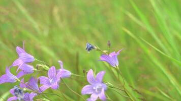 magnifique peu cloches. créatif. petit violet fleurs croissance dans le vert herbe fluctuer légèrement de le vent. video