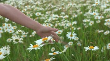 ung barn hand gående genom vild äng fält med prästkragar. kreativ. pojke eller flicka hand rörande vild kamomill blommor. video