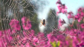 Spider in macro photography.Creative. A spider sitting on a solar web and clinging to it with its small shaggy paws sits next to purple orchids in the sun. video