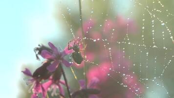 aranha dentro macro fotografia.criativa. uma aranha sentado em uma solar rede e agarrado para isto com Está pequeno desgrenhado patas senta Próximo para roxa orquídeas dentro a Sol. video