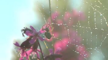 Spider in macro photography.Creative. A spider sitting on a solar web and clinging to it with its small shaggy paws sits next to purple orchids in the sun. video