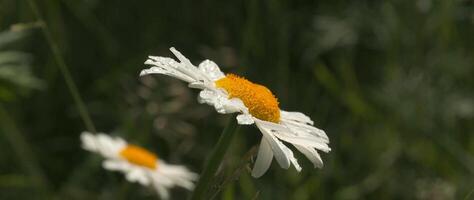 närbild av skön daisy på bakgrund av grönska. kreativ. skön äng blommor i vild. kamomill på bakgrund av grön äng gräs på sommar dag video