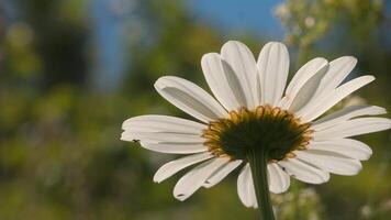 Chamomile on summer field on blurred green background. Creative. Close up of beautiful flower with white petals and yellow bud. video