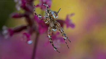 An insect in the rain. Creative . An interesting color spider sitting on a web with water droplets and behind it is raining falling on it, flowers and cobwebs. video