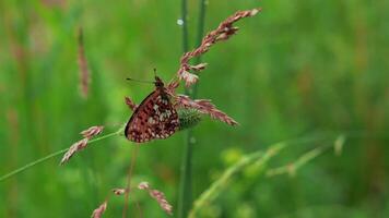 Schmetterling im Makro Fotografie. kreativ.a hell Schmetterling mit rot Flügel sitzt auf ein trocken Ast im das Grün Gras und ein wenig Regen tropft auf Es. video