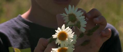 ein klein Kind sammelt schön klein Blumen . kreativ. ein wenig Junge hält Gänseblümchen im seine Hände und berührt Sie video