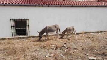 4K of a family of gray wild donkeys grazing the grass in the countryside in Italy video