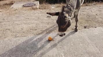 4k von ein grau wild Arsch Essen ein Obst auf ein Land Straße im Italien video