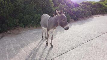 4k de un gris salvaje Burro en un país la carretera en Italia video