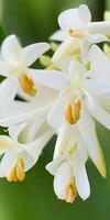 Mexican Tuberose flower photo