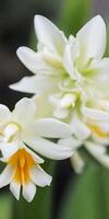 Mexican Tuberose flower photo