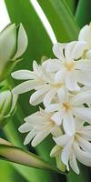 Mexican Tuberose flower photo