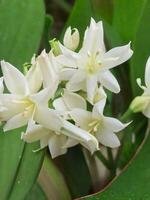 Mexican Tuberose flower photo