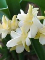 Mexican Tuberose flower photo