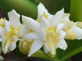 Mexican Tuberose flower photo