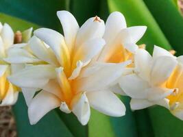 Mexican Tuberose flower photo