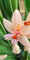 Mexican Tuberose flower photo