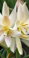 Mexican Tuberose flower photo