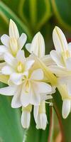 Mexican Tuberose flower photo