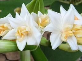 Mexican Tuberose flower photo