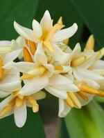 Mexican Tuberose flower photo