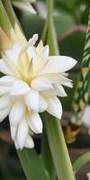 Mexican Tuberose flower photo