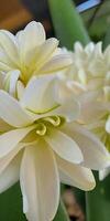 Mexican Tuberose flower photo