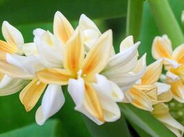 Mexican Tuberose flower photo