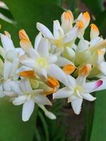 Mexican Tuberose flower photo