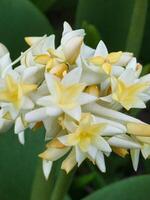Mexican Tuberose flower photo