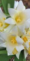 Mexican Tuberose flower photo