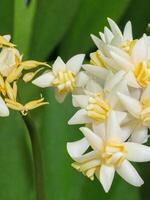 Mexican Tuberose flower photo