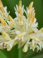 Mexican Tuberose flower photo