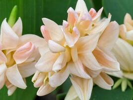 Mexican Tuberose flower photo