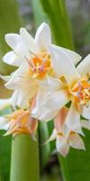 Mexican Tuberose flower photo