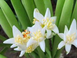 Mexican Tuberose flower photo