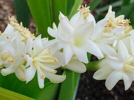 Mexican Tuberose flower photo