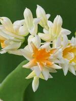 Mexican Tuberose flower photo